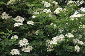 Értékesítése Bodza Virágok (Elderflowers) ömlesztve a gyártótól a legjobb áron - kép 4