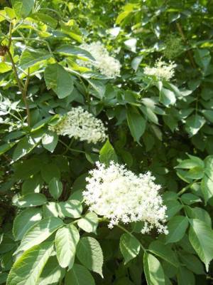 Értékesítése Bodza Virágok (Elderflowers) ömlesztve a gyártótól a legjobb áron - kép 5