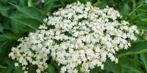 Értékesítése Bodza Virágok (Elderflowers) ömlesztve a gyártótól a legjobb áron - kép 3