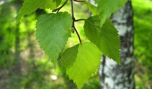 Értékesítése nyírfaleveleket (Birch Leaves)  ömlesztve a gyártótól a legjobb áron - kép 3