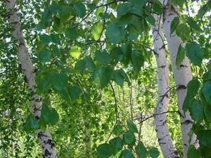 Értékesítése nyírfaleveleket (Birch Leaves)  ömlesztve a gyártótól a legjobb áron - kép 2