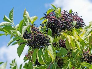 Értékesítése Bodza Gyümölcsök (Elderberry fruits) ömlesztve a gyártótól a legjobb áron - kép 2