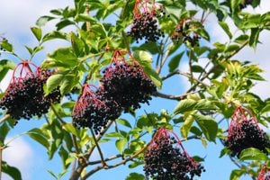 Értékesítése Bodza Gyümölcsök (Elderberry fruits) ömlesztve a gyártótól a legjobb áron - kép 3