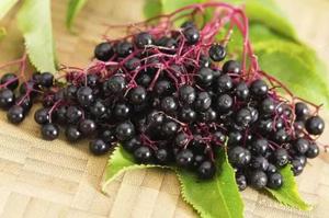 Értékesítése Bodza Gyümölcsök (Elderberry fruits) ömlesztve a gyártótól a legjobb áron - kép 4