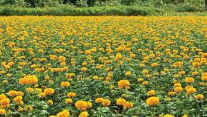 Értékesítése Körömvirág Virágok (Calendula Flowers) ömlesztve a gyártótól a legjobb áron - kép 4