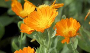 Értékesítése Körömvirág Virágok (Calendula Flowers) ömlesztve a gyártótól a legjobb áron - kép 2