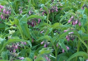 Értékesítése Comfrey Gyökér (Comfrey Root) ömlesztve a gyártótól a legjobb áron - kép 2