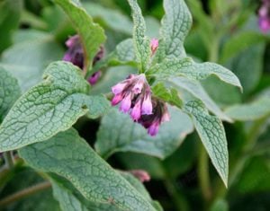 Értékesítése Comfrey Gyökér (Comfrey Root) ömlesztve a gyártótól a legjobb áron - kép 3