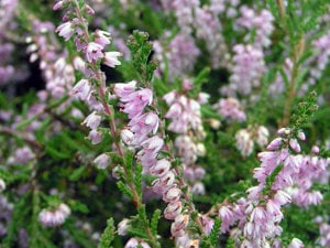 Értékesítése Hanga Virágok (Heather Flowers) ömlesztve a gyártótól a legjobb áron - kép 3