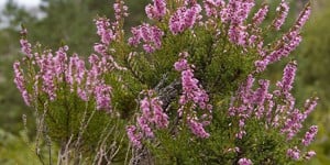 Értékesítése Hanga Virágok (Heather Flowers) ömlesztve a gyártótól a legjobb áron - kép 4