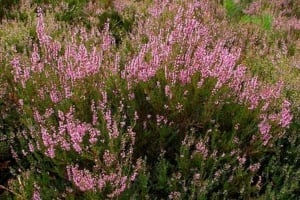 Értékesítése Hanga Virágok (Heather Flowers) ömlesztve a gyártótól a legjobb áron - kép 2