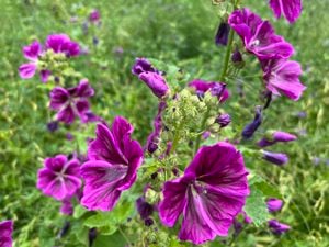 Értékesítése Mályvavirágok (Mallow Flowers) ömlesztve a gyártótól a legjobb áron - kép 2