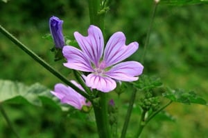 Értékesítése Mályvavirágok (Mallow Flowers) ömlesztve a gyártótól a legjobb áron - kép 4