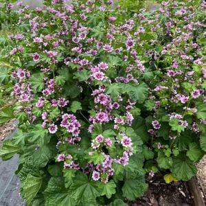 Értékesítése Mályvavirágok (Mallow Flowers) ömlesztve a gyártótól a legjobb áron - kép 5