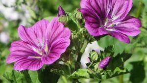 Értékesítése Mályvavirágok (Mallow Flowers) ömlesztve a gyártótól a legjobb áron - kép 3