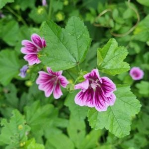 Értékesítése Mályva Levelei (Mallow Leaves) ömlesztve a gyártótól a legjobb áron - kép 3