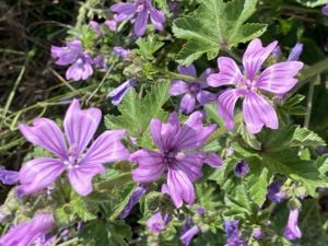 Értékesítése Mályva Levelei (Mallow Leaves) ömlesztve a gyártótól a legjobb áron - kép 5