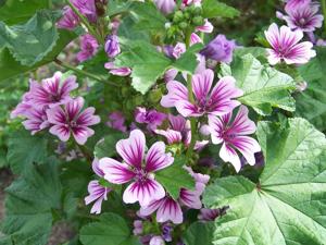 Értékesítése Mályva Levelei (Mallow Leaves) ömlesztve a gyártótól a legjobb áron - kép 4