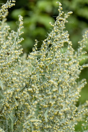 Értékesítése Keserű Ürömfű (Wormwood Bitter Grass) ömlesztve a gyártótól a legjobb áron - kép 5