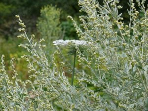 Értékesítése Keserű Ürömfű (Wormwood Bitter Grass) ömlesztve a gyártótól a legjobb áron - kép 4