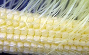 Értékesítése  Kukorica Stigmák (Corn Stigmas) ömlesztve a gyártótól a legjobb áron - kép 4