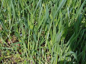 Értékesítése Pyrium gyökér (Wheatgrass Root) ömlesztve a gyártótól a legjobb áron - kép 4