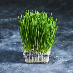 Értékesítése Pyrium gyökér (Wheatgrass Root) ömlesztve a gyártótól a legjobb áron - kép 5