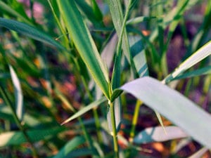 Értékesítése Pyrium gyökér (Wheatgrass Root) ömlesztve a gyártótól a legjobb áron - kép 3