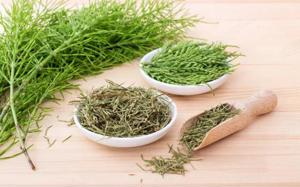 Értékesítése Zsurlófű magvak (Horsetail Herb) ömlesztve a gyártótól a legjobb áron - kép 2