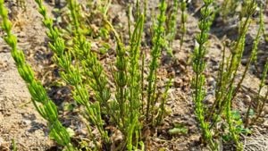 Értékesítése Zsurlófű magvak (Horsetail Herb) ömlesztve a gyártótól a legjobb áron - kép 5