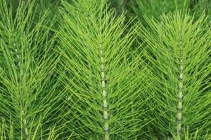 Értékesítése Zsurlófű magvak (Horsetail Herb) ömlesztve a gyártótól a legjobb áron - kép 6