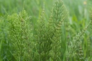 Értékesítése Zsurlófű magvak (Horsetail Herb) ömlesztve a gyártótól a legjobb áron - kép 3