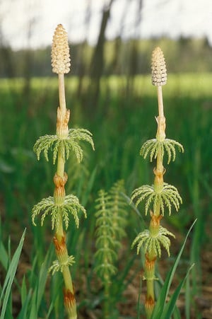 Értékesítése Zsurlófű magvak (Horsetail Herb) ömlesztve a gyártótól a legjobb áron - kép 4