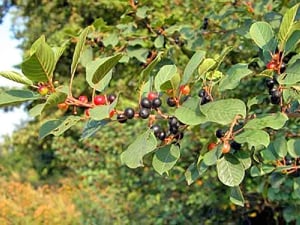 Értékesítése Köktövis kéreg (Buckthorn) ömlesztve a gyártótól a legjobb áron - kép 3