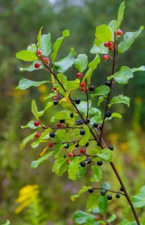 Értékesítése Köktövis kéreg (Buckthorn) ömlesztve a gyártótól a legjobb áron - kép 4