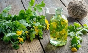 Értékesítése Celandine gyógynövény (Celandine Herb) ömlesztve a gyártótól a legjobb áron - kép 4