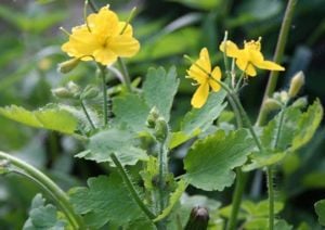 Értékesítése Celandine gyógynövény (Celandine Herb) ömlesztve a gyártótól a legjobb áron - kép 2