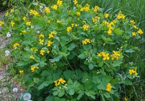 Értékesítése Celandine gyógynövény (Celandine Herb) ömlesztve a gyártótól a legjobb áron - kép 5