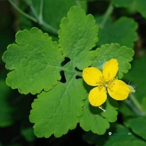 Értékesítése Celandine gyógynövény (Celandine Herb) ömlesztve a gyártótól a legjobb áron - kép 3