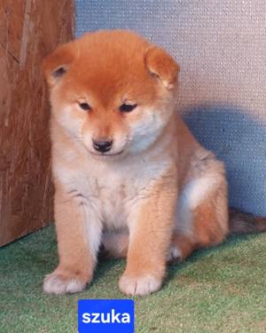 Shiba inu kölykök Eladóak! - kép 9