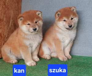 Shiba inu kölykök Eladóak! - kép 7