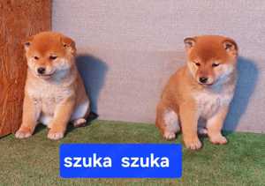 Shiba inu kölykök Eladóak! - kép 11