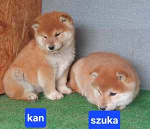 Shiba inu kölykök Eladóak! - kép 3