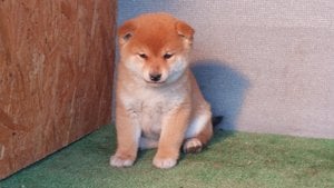 Shiba inu kölykök Eladóak! - kép 6