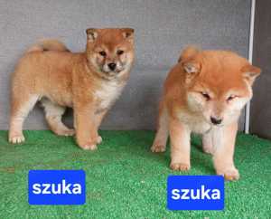 Shiba inu kölykök Eladóak! - kép 8