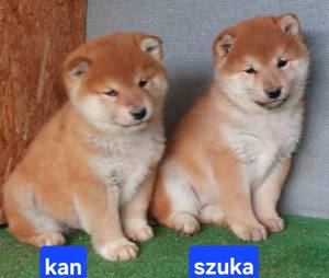 Shiba inu kölykök Eladóak! - kép 2