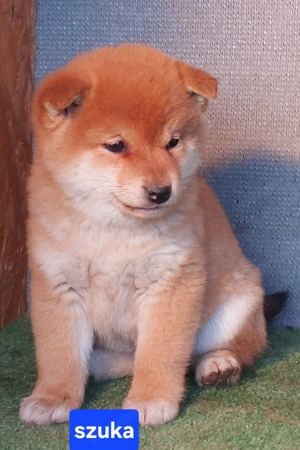 Shiba inu kölykök Eladóak! - kép 10