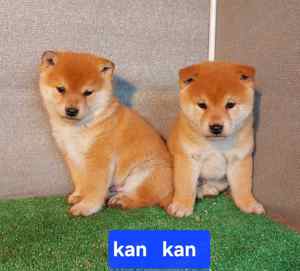 Shiba inu kölykök Eladóak! - kép 5