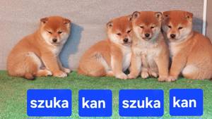 Shiba inu kölykök Eladóak!