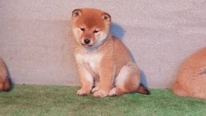 Shiba inu kölykök Eladóak! - kép 4